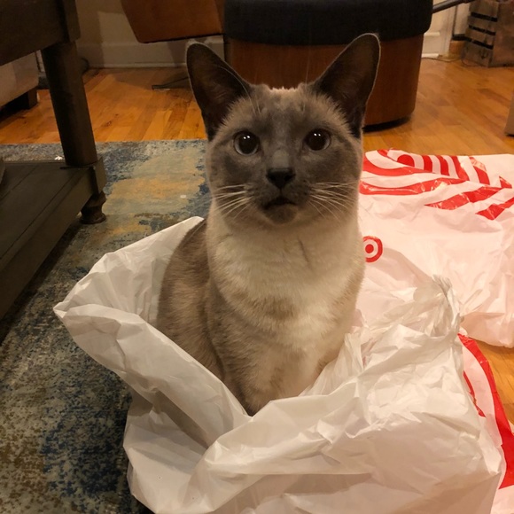 Poshmark profile picture for @miathecat